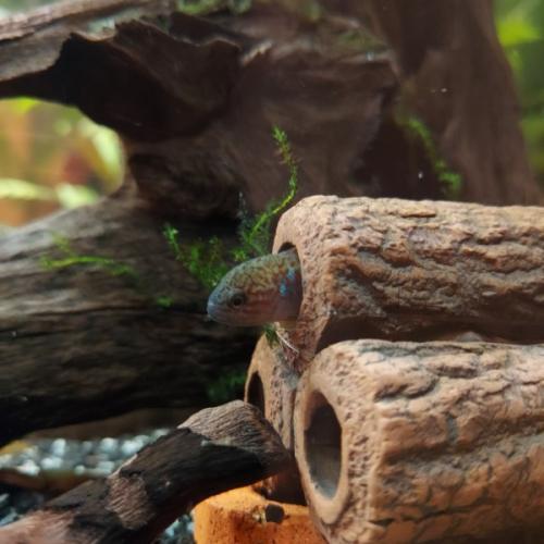 Pyramiderør fra CeramicNature