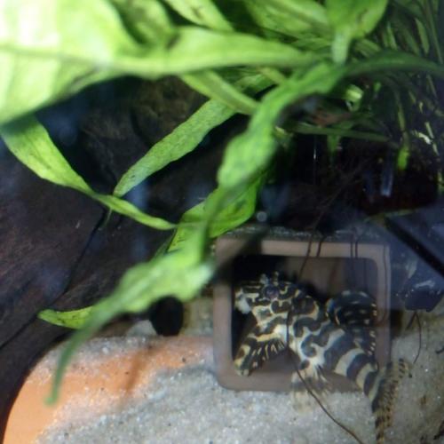 Mallehule med lukket ende. Firkantet Large