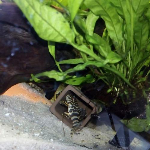 Mallehule med lukket ende. Firkantet Medium