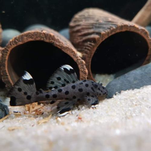 Håndlavet Mallehule også til rejer