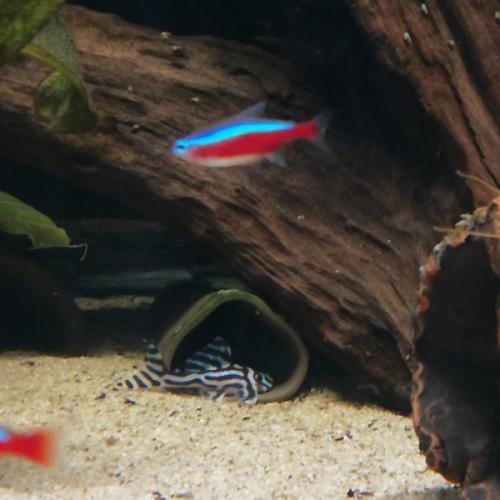 Mallehule med lukket ende. Trekant form