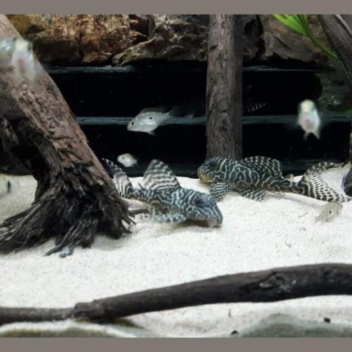 Buet Skifer Mallehotel 2 etager