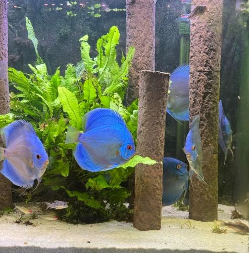 Akvariedekoration med Logs