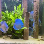 Anderledes og flot akvarie dekoration