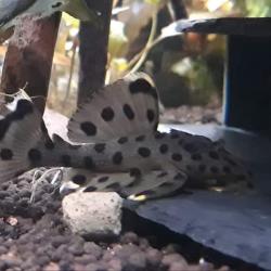 Akvariefisk - farverige prikkede cichlider til dit akvarium. Køb nu på tildinfisk.dk og modtag på 1-2 dage!