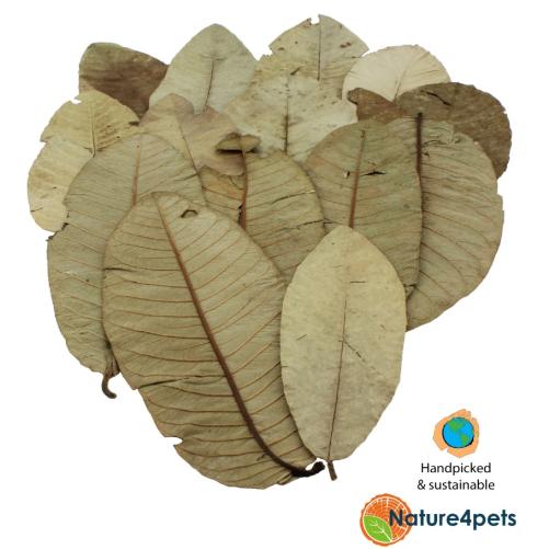 Guava Blade Naturligt antibakterielt bladstrøelse