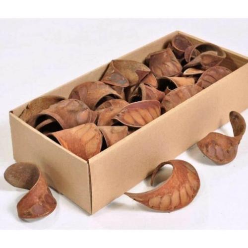 Naturlig AquaCurl – perfekt gemmested til rejer og småfisk