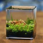 Ziss Aqua ZT-14 Betta Box på 2,4L