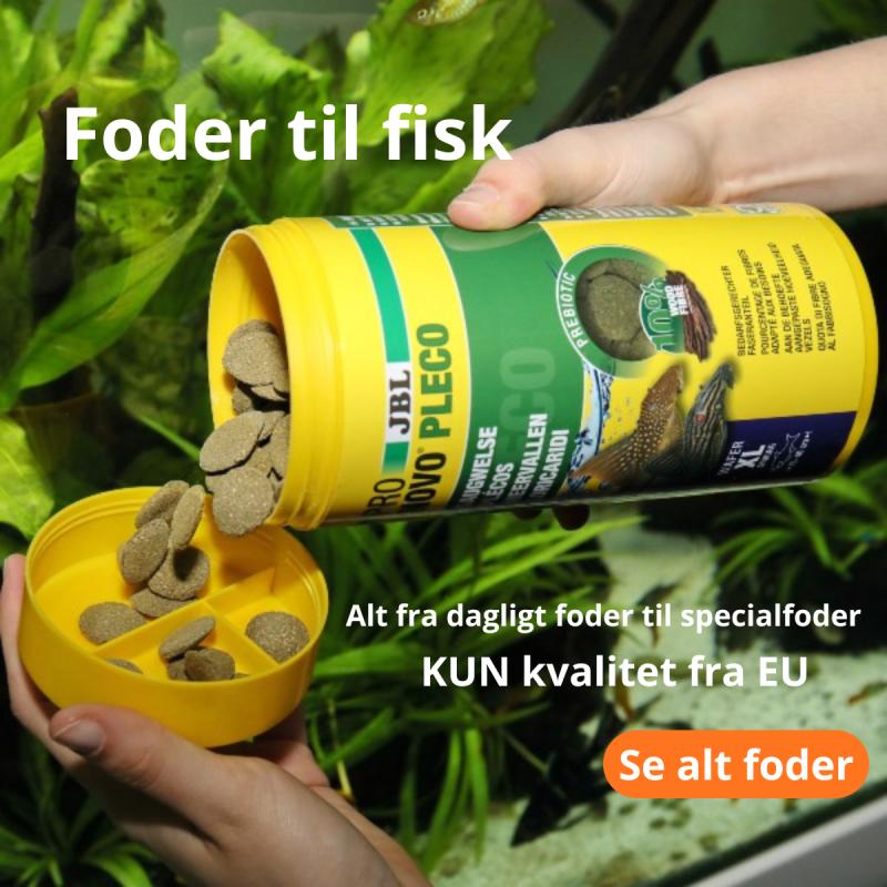 Fiskefoder
