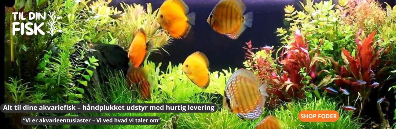 Alt Til Dit Akvarium