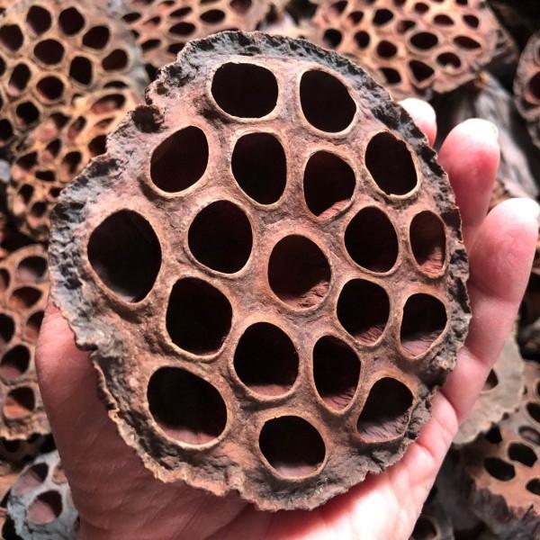 Lotusbælge til akvarie