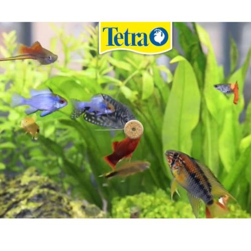 Tetra FunTips tabletfoder til farverige og sunde fisk