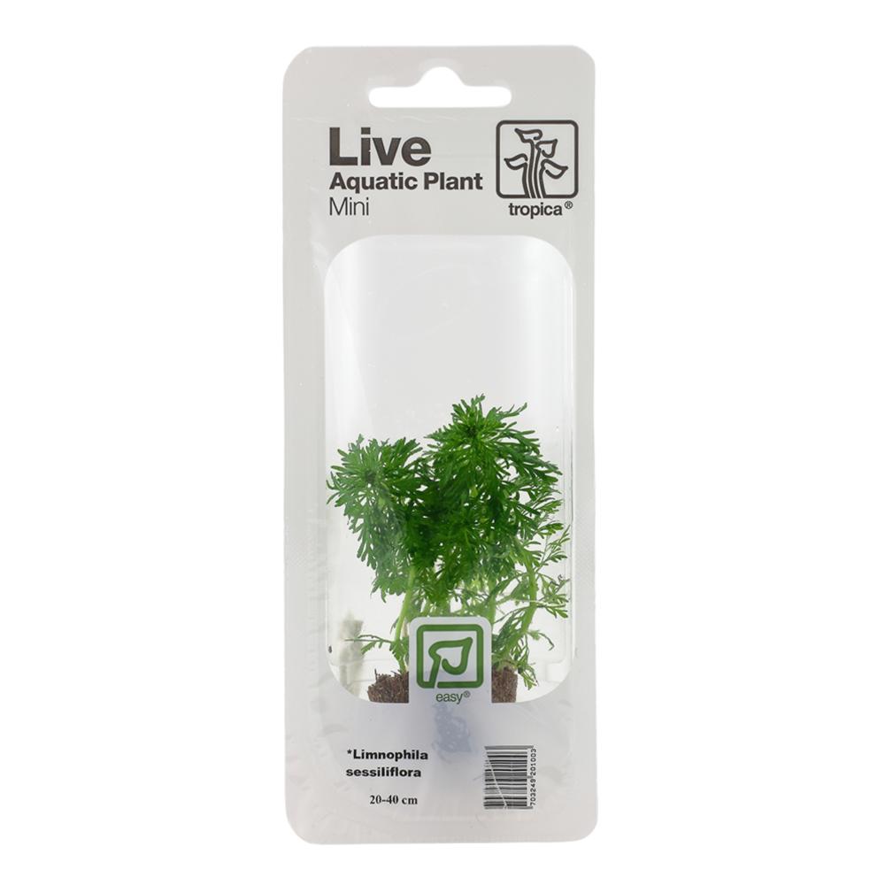 Tropica Limnophila sessiliflora akvarieplante i minipotte