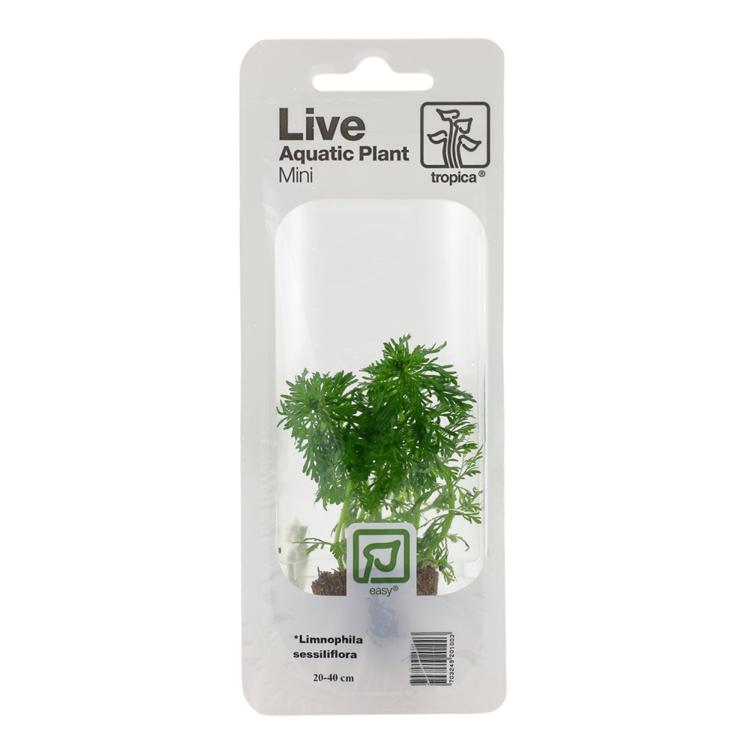 Tropica Limnophila sessiliflora akvarieplante i minipotte