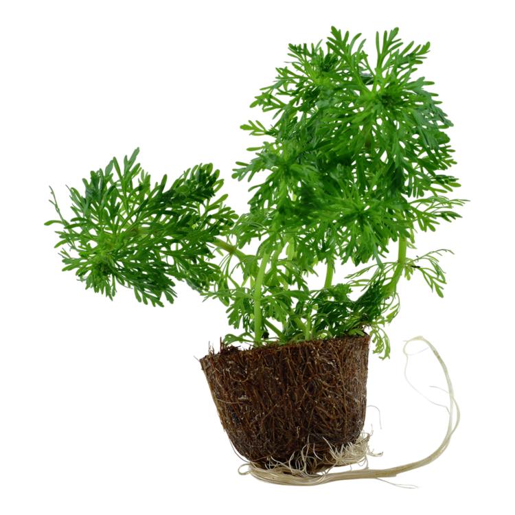 Limnophila sessiliflora i lille kokosfiberpotte fra Tropica