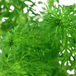 Hurtigvoksende grøn akvarieplante Tropica Limnophila sessiliflora