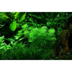 Tropica Limnophila sessiliflora med fine grønne blade i minipotte