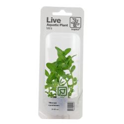 Tropica Bacopa caroliniana akvarieplante i minipotte