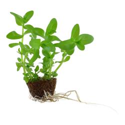 Bacopa caroliniana i lille kokosfiberpotte fra Tropica