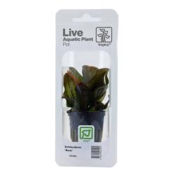 Tropica Echinodorus Reni rød akvarieplante i potte