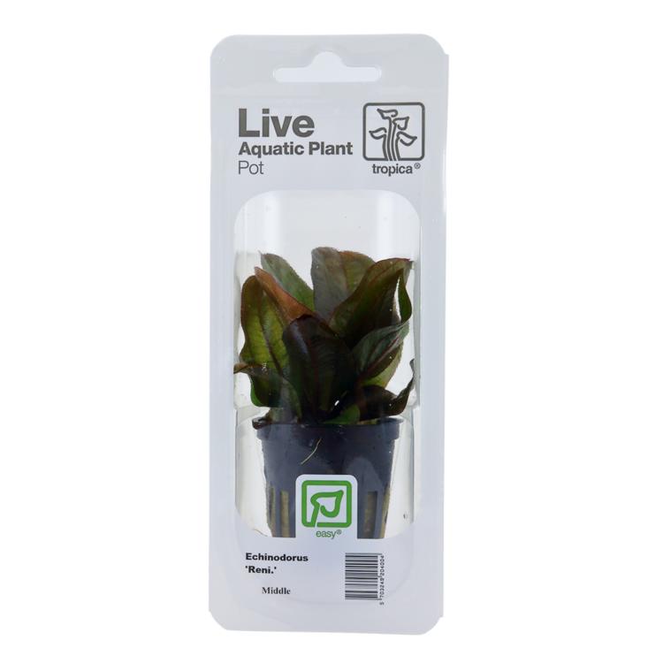 Tropica Echinodorus Reni rød akvarieplante i potte