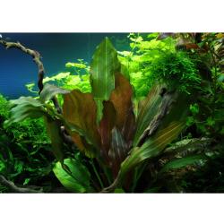Tropica Echinodorus Reni dekorativ rød rosetplante