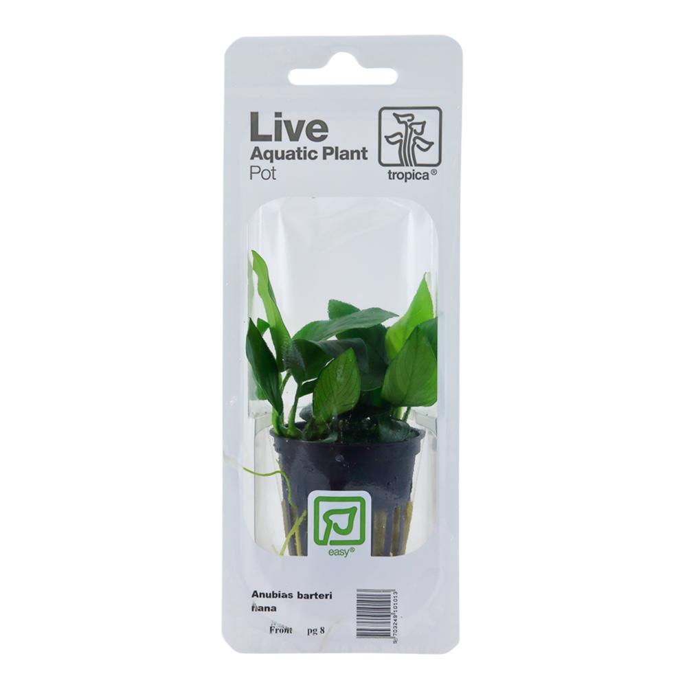 Tropica Anubias barteri nana akvarieplante i potte