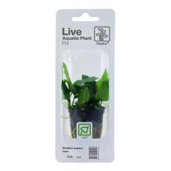 Tropica Anubias barteri nana akvarieplante i potte