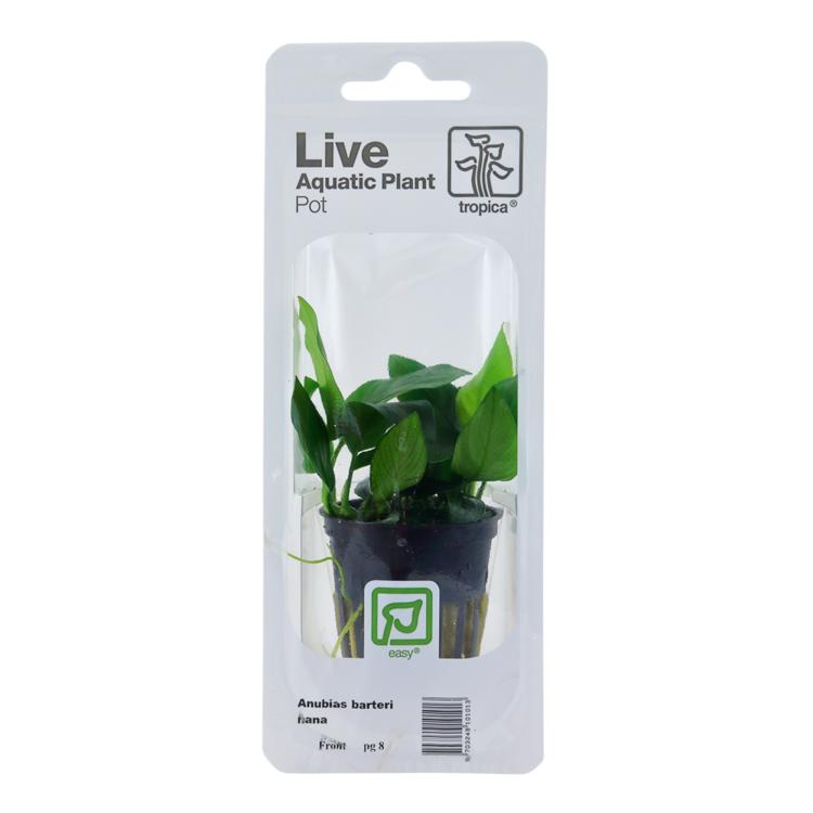 Tropica Anubias barteri nana akvarieplante i potte