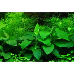 Grøn Anubias nana akvarieplante med langsom vækst