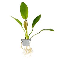 Tropica Echinodorus x barthii akvarieplante i potte