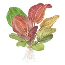 Tropica Echinodorus Reni med dekorativ bladroset