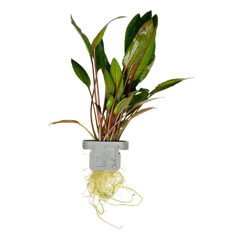 Tropica Cryptocoryne beckettii Petchii akvarieplante i potte