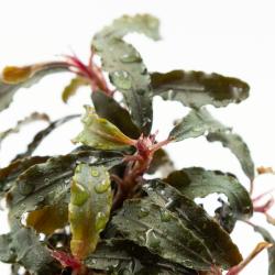 Bucephalandra Kedagang med mørkegrønne bølgede blade
