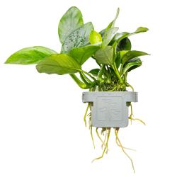 Tropica Anubias barteri nana akvarieplante i potte
