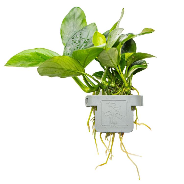 Tropica Anubias barteri nana akvarieplante i potte
