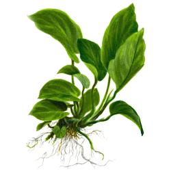 Anubias barteri caladiifolia med store hjerteformede blade