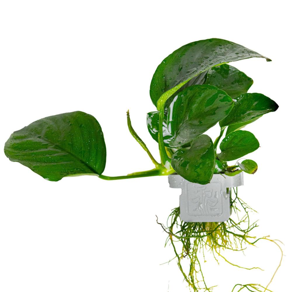 Tropica Anubias barteri caladiifolia akvarieplante i potte