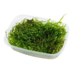 Tropica Taxiphyllum barbieri Bogor Moss grøn akvariemos i bakke