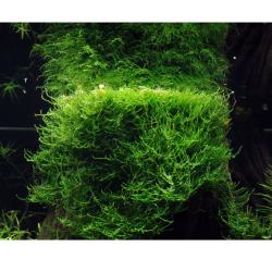 Bogor Moss akvariemos med fin grøn forgrenet vækst