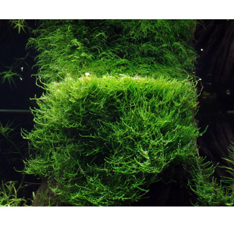 Bogor Moss akvariemos med fin grøn forgrenet vækst