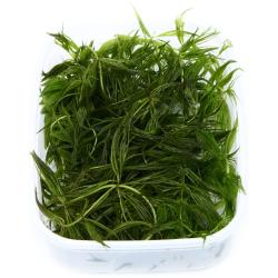 Tropica Ceratophyllum demersum grøn akvarieplante med tæt vækst