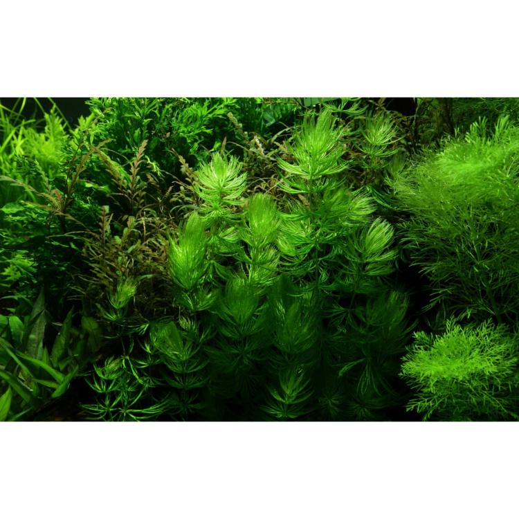 Ceratophyllum demersum med fine grønne blade i akvarium
