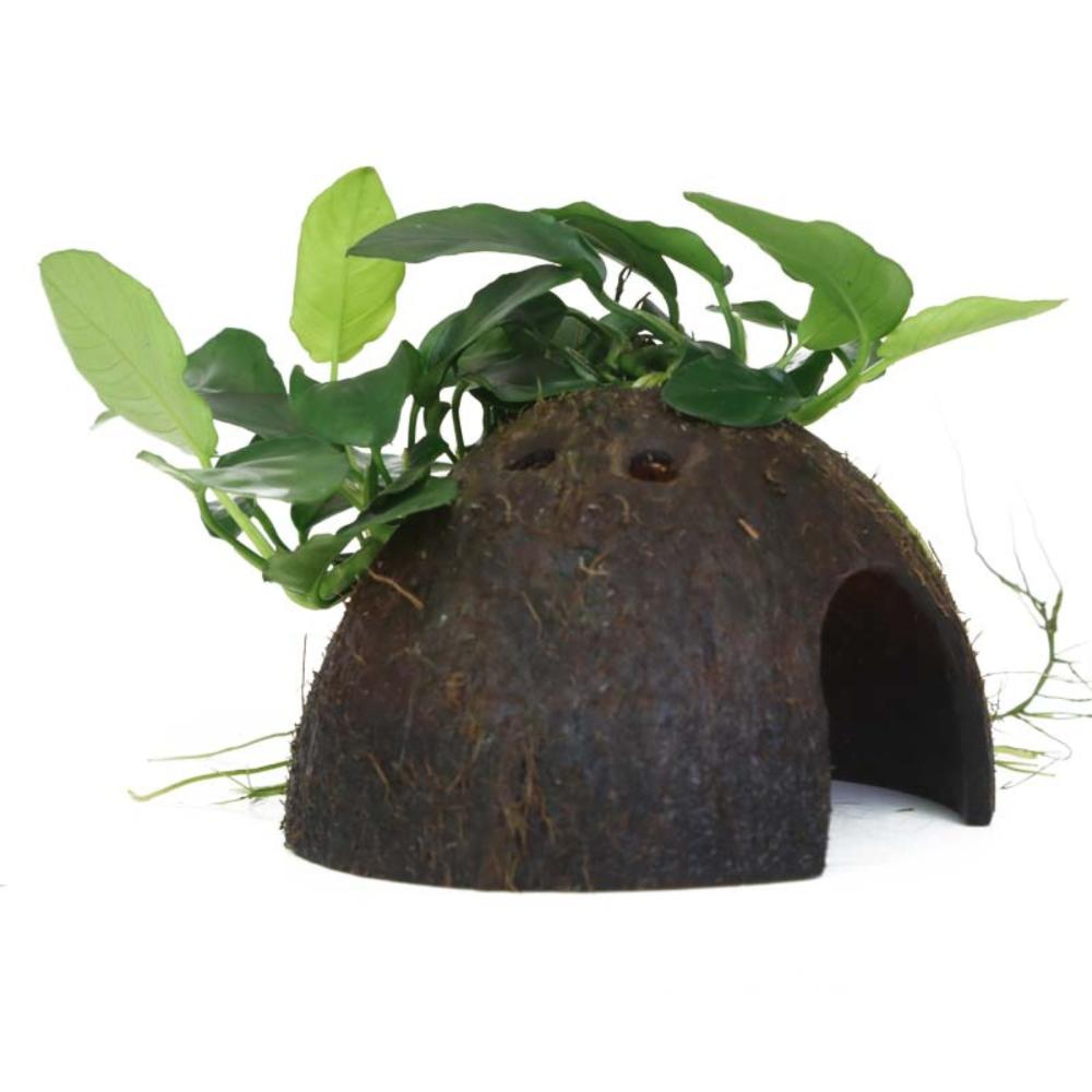 Anubias nana på kokosnød – Akvariedekoration