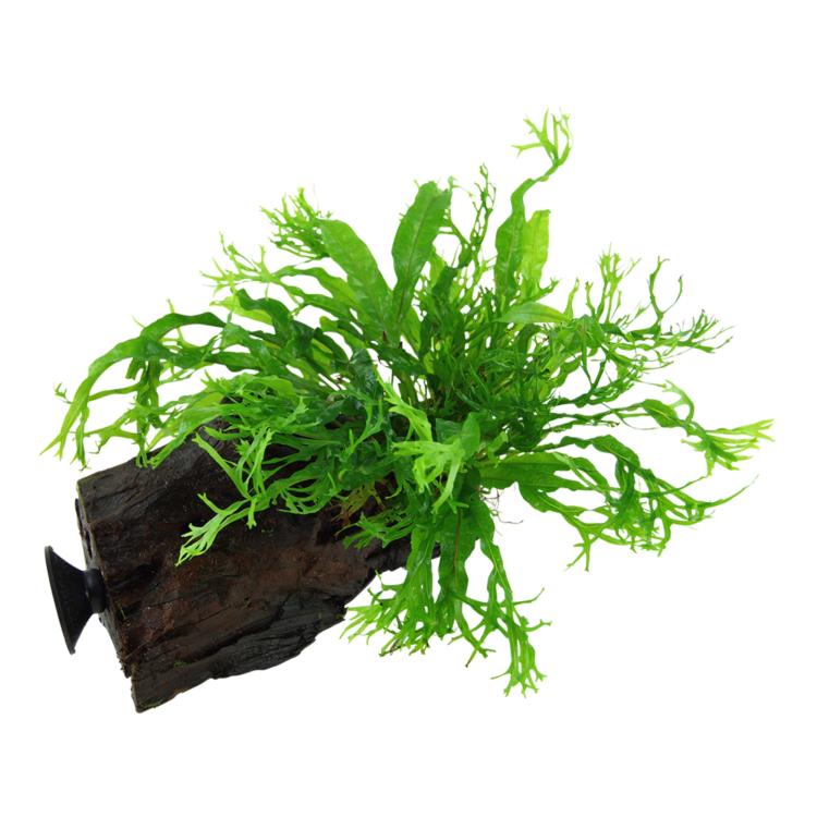 Tropica Microsorum pteropus Windeløv på mangroverod med sugekop