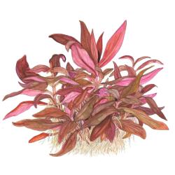Alternanthera reineckii Mini kompakt plante til små akvarier