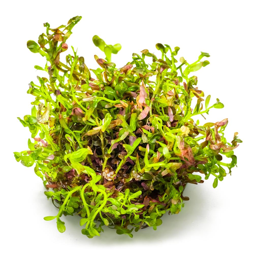 Tropica Rotala rotundifolia Blood Red 1-2-Grow akvarieplante