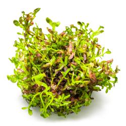 Tropica Rotala rotundifolia Blood Red 1-2-Grow akvarieplante