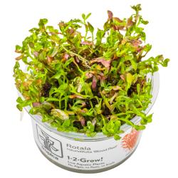 Rotala rotundifolia Blood Red med grønne og rødlige blade
