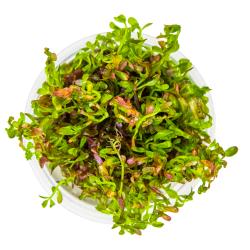 Tropica 1-2-Grow Rotala Blood Red i forseglet bæger